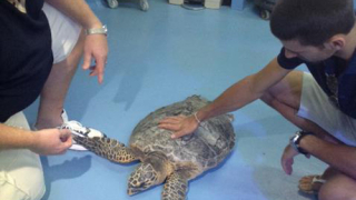 Джокович помага на костенурки в Дубай