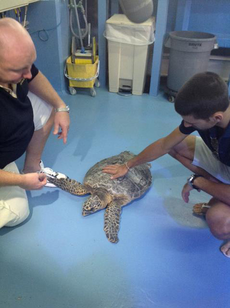 Джокович помага на костенурки в Дубай