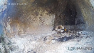 В Провадия се излюпи египетско лешоядче
