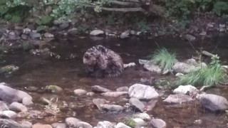 Спасиха ранено 2 годишно мече което е намерено в река между