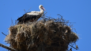 Откриват фестивала на Белия щъркел в Белозем