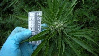 Служителите на ГД Национална полиция и ГД Борба с организираната