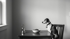 Защо експериментът с кучета на Павлов е много по-тревожен и жесток, отколкото си мислим