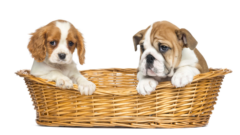 Трябва ли да спрем развъждането на тези две породи кучета