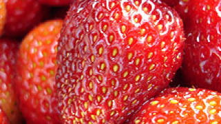 350 берачки на ягоди за Испания набира Агенцията по заетостта