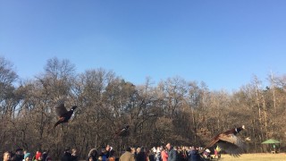 Ученици пуснаха 120 фазана в Борисовата градина съобщиха от Столичната