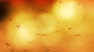 Често сме чували че комарите не хапят хората които миришат
