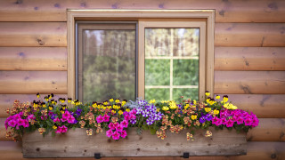 Какви цветя да гледаме на балкона в зависимост от изложението му
