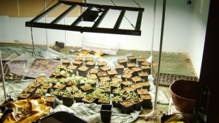 Оранжерия за марихуана бе разкрита при спецакция на полицията в