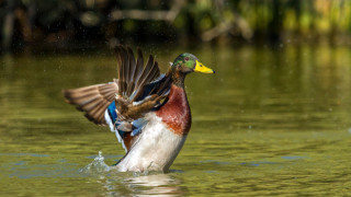 5 зеленоглави патета заживяват отново в столичната "Княз-Борисова градина"