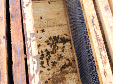 ЕК забранява за 2 години опасните за пчелите пестициди
