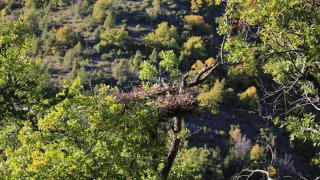 7 нови гнезда очакват своите черни лешояди в Родопите