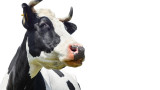  Бик се опита да влезе в магазин за козметика в София, а крави се разходиха из паркинга 