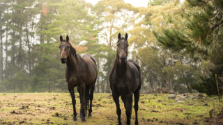 Конете са приятели на хората и им служат от векове