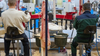 Унгария забрани фермите за норки и лисици