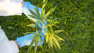 Преработването на индустриален коноп у нас да бъде позволено Това