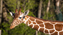 Въпрос на оцеляване - защо жирафите имат толкова дълга шия