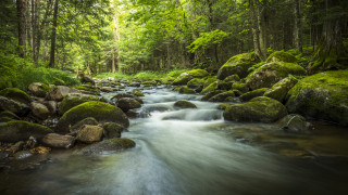 Районната прокуратура в Ямбол се самосезира по сигналите за умрели