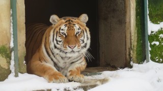 139 животни са родени в Столичния зоопарк през 2018 г.