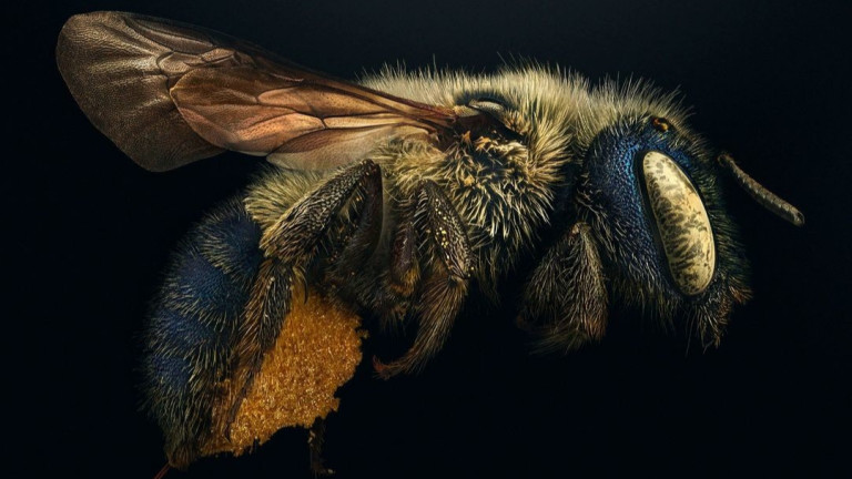 Снимките, които преобръщат представите ни за насекомите