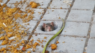 Най често сме свикнали да свързваме наличието на плъхове с къщите