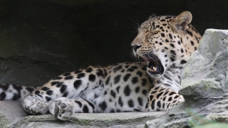 Ловци изтребиха леопардите в една от "крепостите" им в Южна Африка 