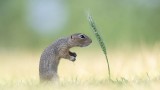 Comedy Wildlife Photography и наградите за най-смешните животни на планетата за 2022 г.