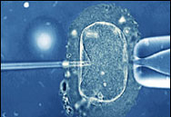 Създадоха ембрион от трима родители