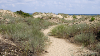 Правителството брани дюните от хавлии и чадъри