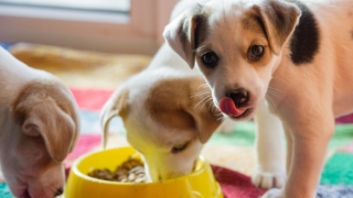 Една пречка си отива: Край на двойната регистрация на кучетата