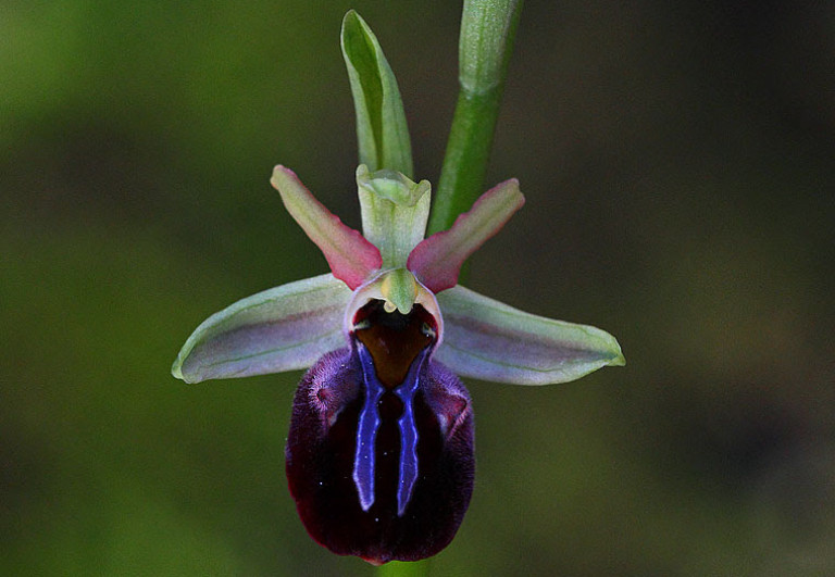 Ophrys mammosa