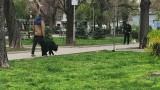 Провериха над 380 стопани на кучета в София за месец