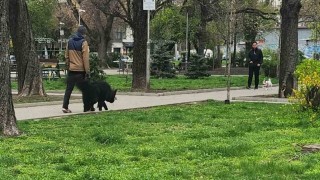 Полицията разследва случай с домашно куче замервано с камъни от