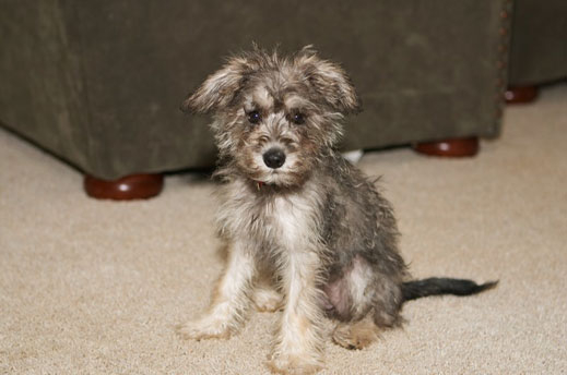 Ваксинираха 15 души по спешност против бяс в Поморие