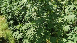 Разкриха плантация за марихуана и нарколаборатория в Арбанаси