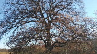 Министърът на околната среда и водите МОСВ Росица Карамфилова обяви