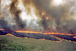 Множество пожари в страната заради сушата
