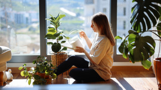 Въпреки многобройните предимства за здравето на стайните растения като подобряване