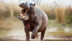 Когато "кокаиновите хипопотами" започнат да нападат хора