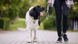 През последните години ходенето се превърна в желана алтернатива на