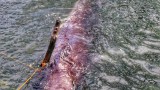  Във Филипините откриха мъртъв кит с 40 кг пластмаса в стомаха 