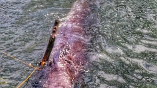 Мъртъв кит който е бил изхвърлен на бреговете на Филипините