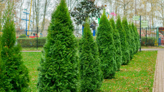 Пореден случай на вандализъм с млади дръвчета този път в