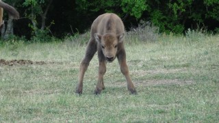 Още едно зубърче се роди в Източните Родопи Малкото е