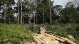  Европейски Съюз няма да внася артикули, чието произвеждане унищожава гори 
