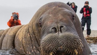 В последните седмици една от най големите атракции в Осло не