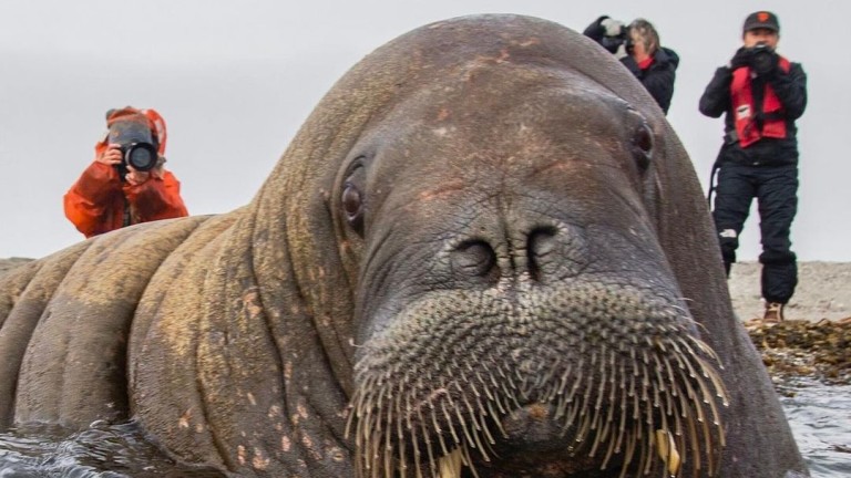 Моржът, който плати с живота си човешкото любопитство