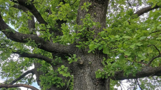 Директорът на общинското предприятие Паркове и градини в Пловдив Антон