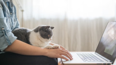 Как бизнесът с продукти за вид домашни любимци, стана в Тайланд основен икономически сектор