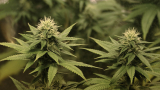 Канада е на финалната права за легализацията на марихуаната 